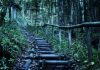 Stairs in the Woods & The Myth Behind it Stairs in the Woods - Random stairs in the woods - Stairs in the woods debunked - Stairs in the woods meaning