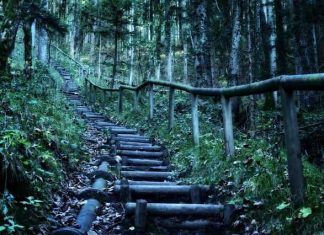 Stairs in the Woods & The Myth Behind it Stairs in the Woods - Random stairs in the woods - Stairs in the woods debunked - Stairs in the woods meaning