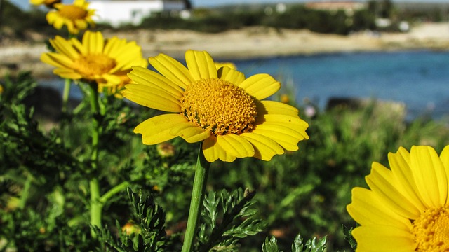 Arnica Tea Benefits. Uses and Side Effects 