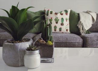 Indoor plants That need Low Light & Tips For Balcony Garden