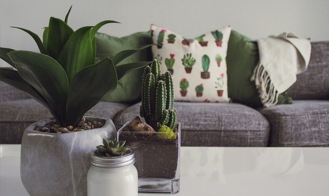 Indoor plants That need Low Light & Tips For Balcony Garden