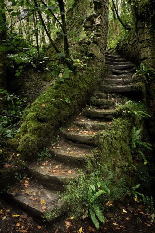 Stairs in the Woods - stairs in the woods myth - stairs in the woods debunked - Stairs in Forest