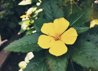 What is Damiana? Uses, Benefits & Side Effects Damiana benefits - Damiana for men