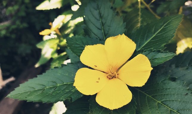 What is Damiana? Uses, Benefits & Side Effects Damiana benefits - Damiana for men