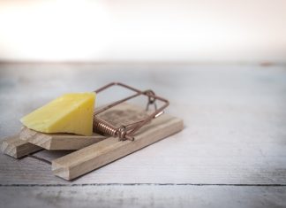 What To Do When You Have Pests in a Rented Home