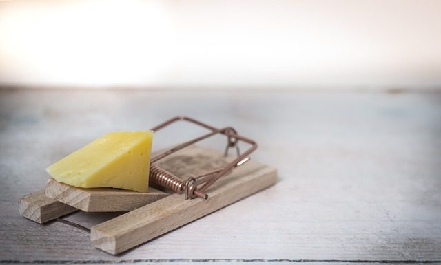 What To Do When You Have Pests in a Rented Home