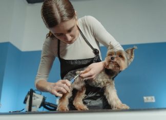How To Choose The Best Puppy & Dog Day Care Service