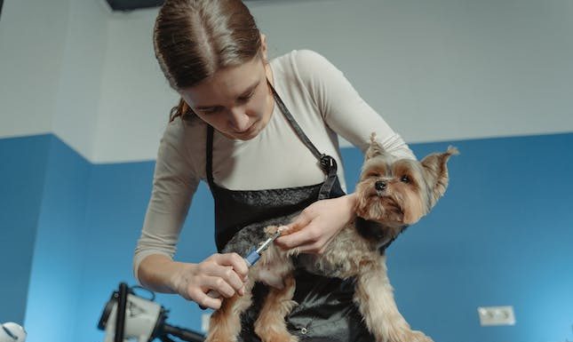 How To Choose The Best Puppy & Dog Day Care Service