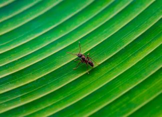 Ant Prevention Tips: How to Stop Infestations Before They Start