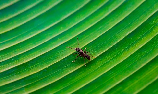 Ant Prevention Tips: How to Stop Infestations Before They Start