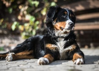 Essential Tips for Raising a Happy Bernese Mountain Dog Puppy Bernese Mountain Dog Puppy