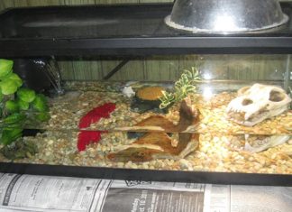 Top 10 Reptile Supplies for Healthy and Happy Reptiles