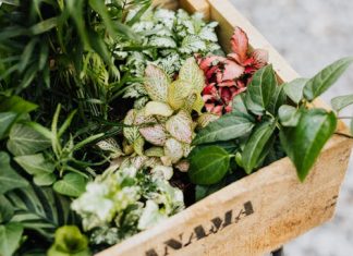 5 Mistakes to Avoid When Putting Plants in Planter Boxes