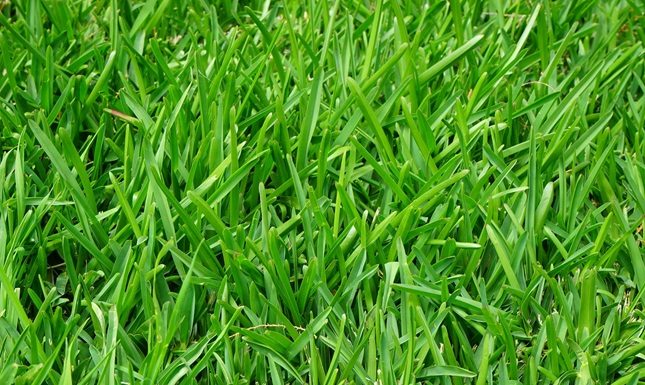 Coloured Artificial Grass: A Fun and Creative Outdoor Trend