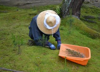 What Are The Best Plants For Oversaturated Soil?