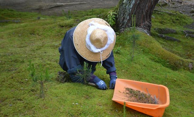 What Are The Best Plants For Oversaturated Soil?